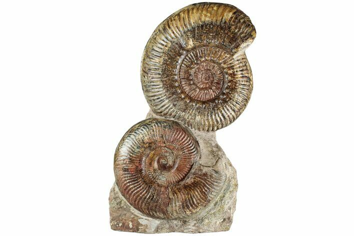 Free-Standing Fossil Ammonite (Hammatoceras) Pair - France #227336